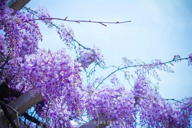 春雨直播app